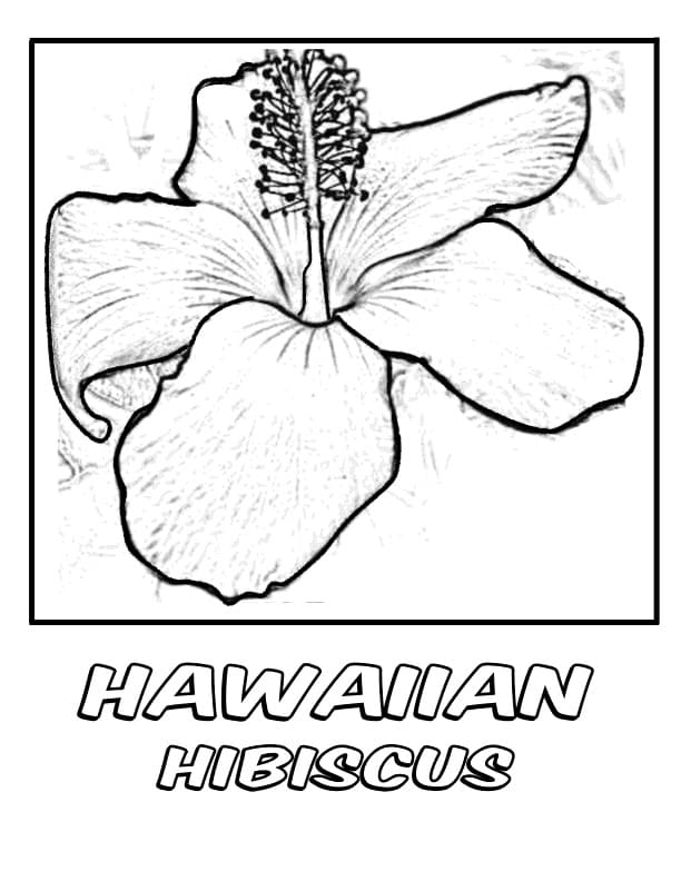 Hawaiian Hibiscus Flower