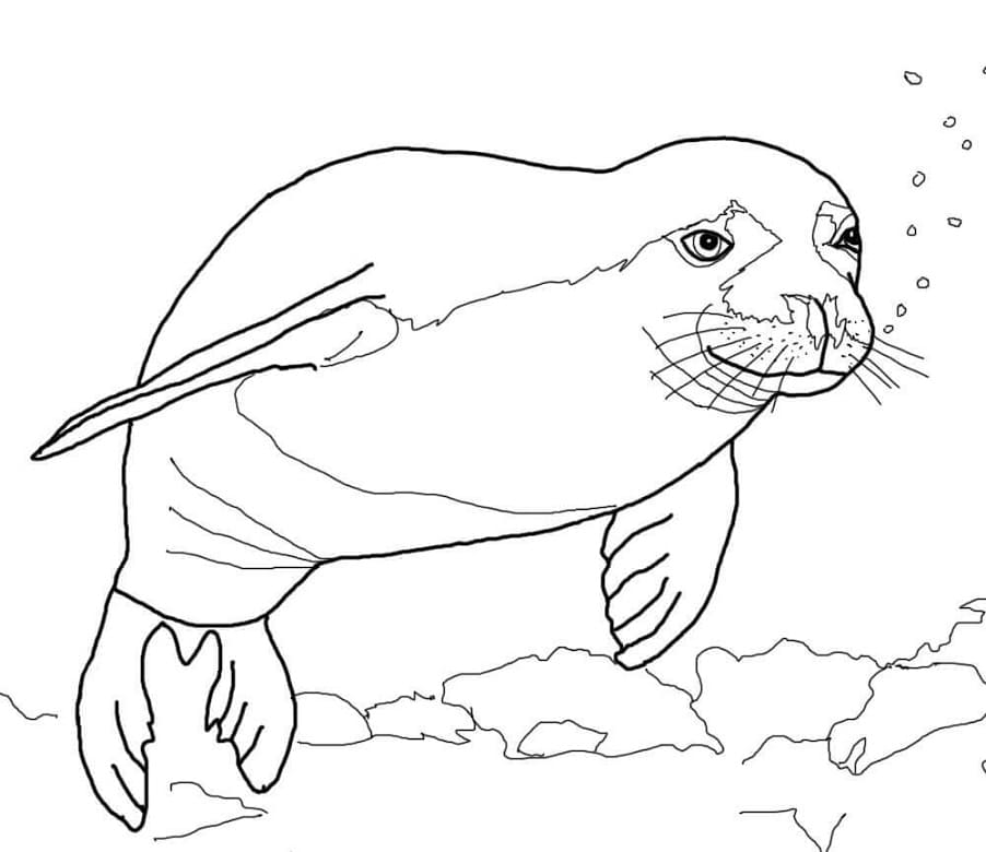 Hawaiian Monk Seal Coloring Page