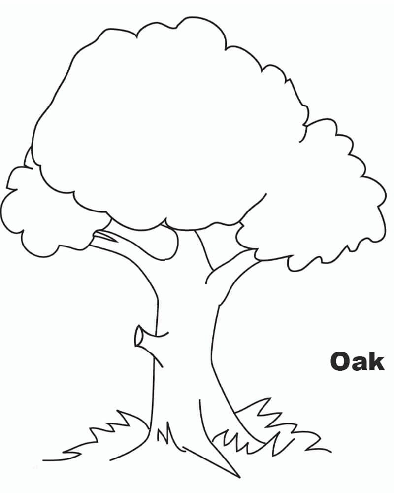 HD Oak Tree Image