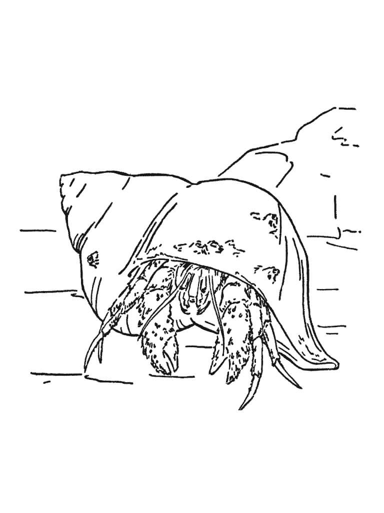Hermit Crab 10
