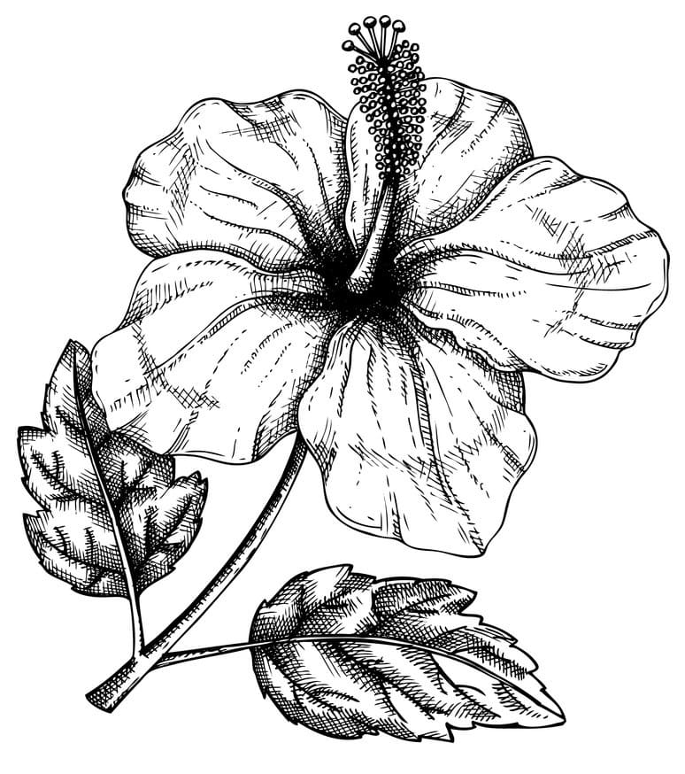 Hibiscus Flower 5