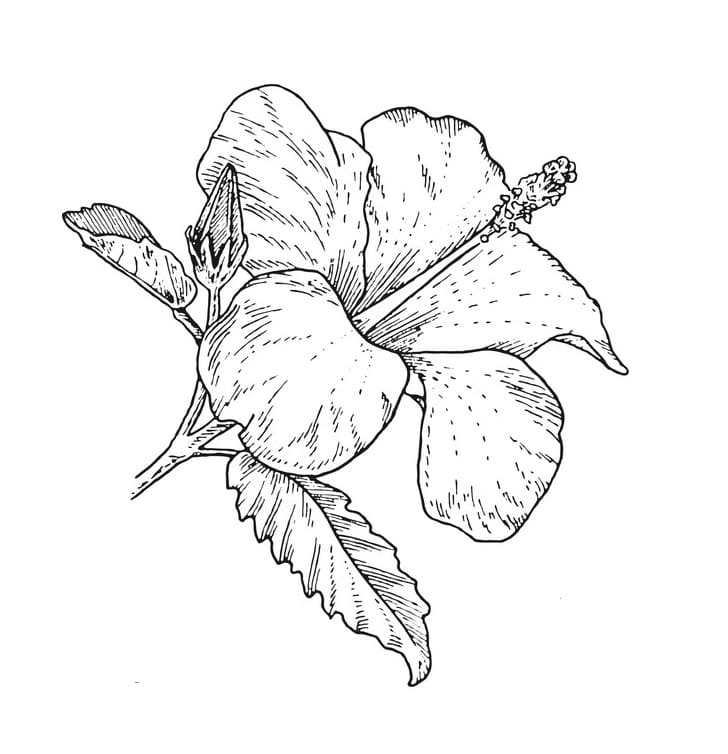 Hibiscus Flower 6