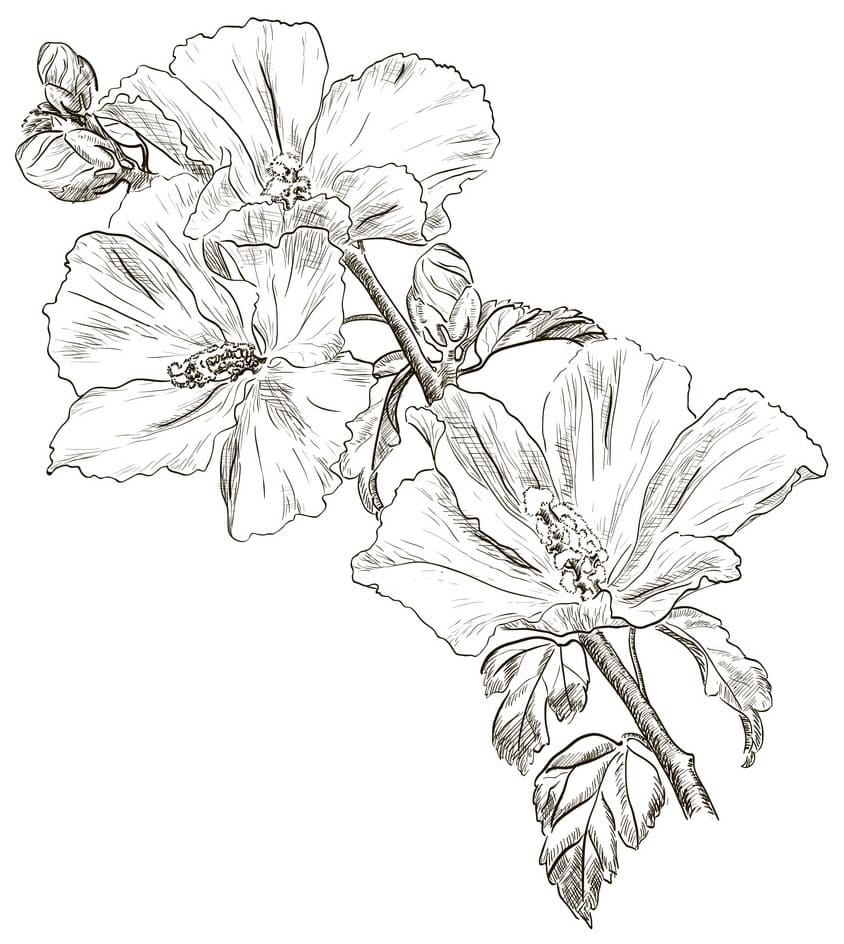 Hibiscus Flower 8