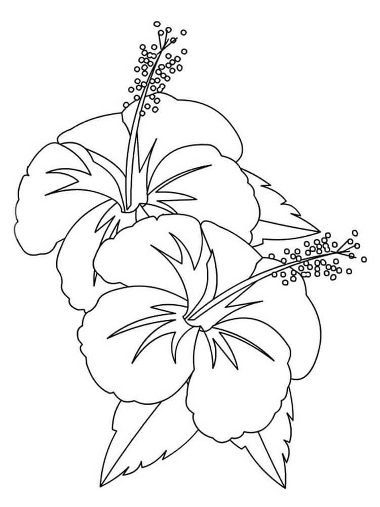 Hibiscus Flowers 1