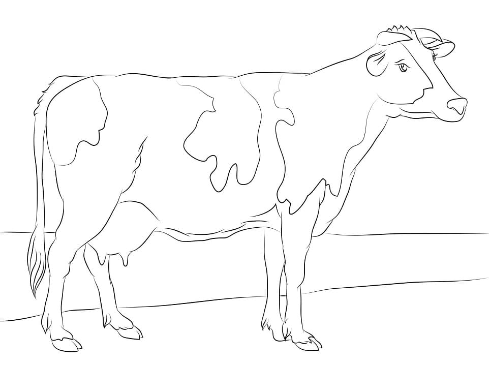 Holstein Cow Coloring Page