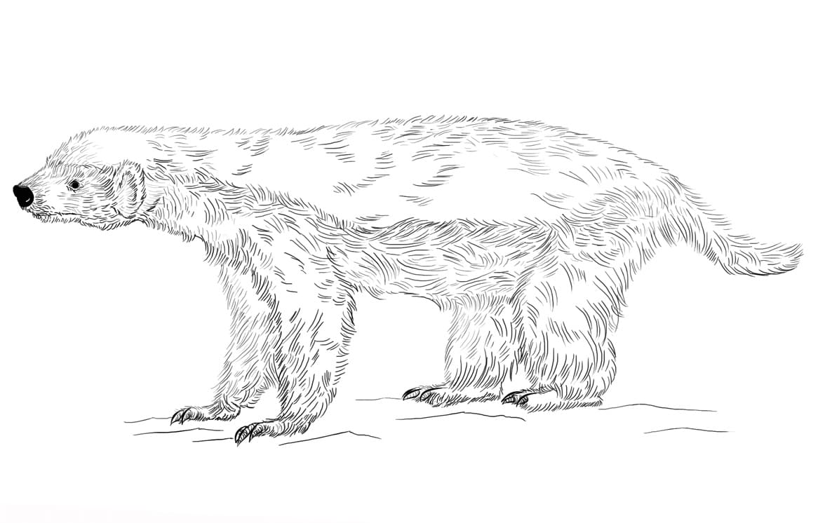 Honey Badger Coloring Pages   Coloring Cool