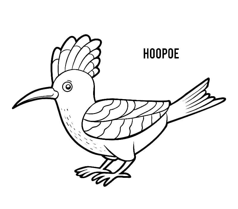 Hoopoe 1