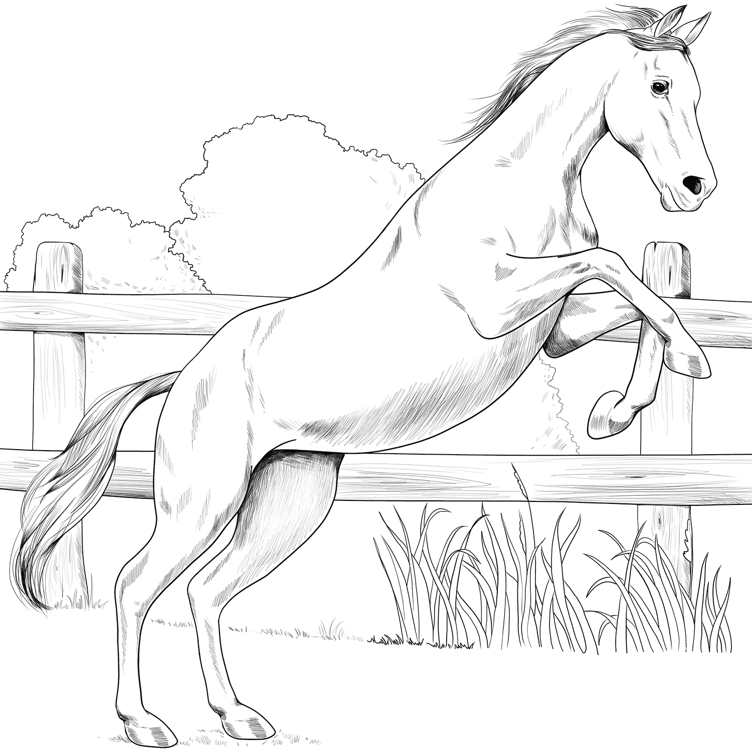 Horse Anglo Arabian Coloring Page