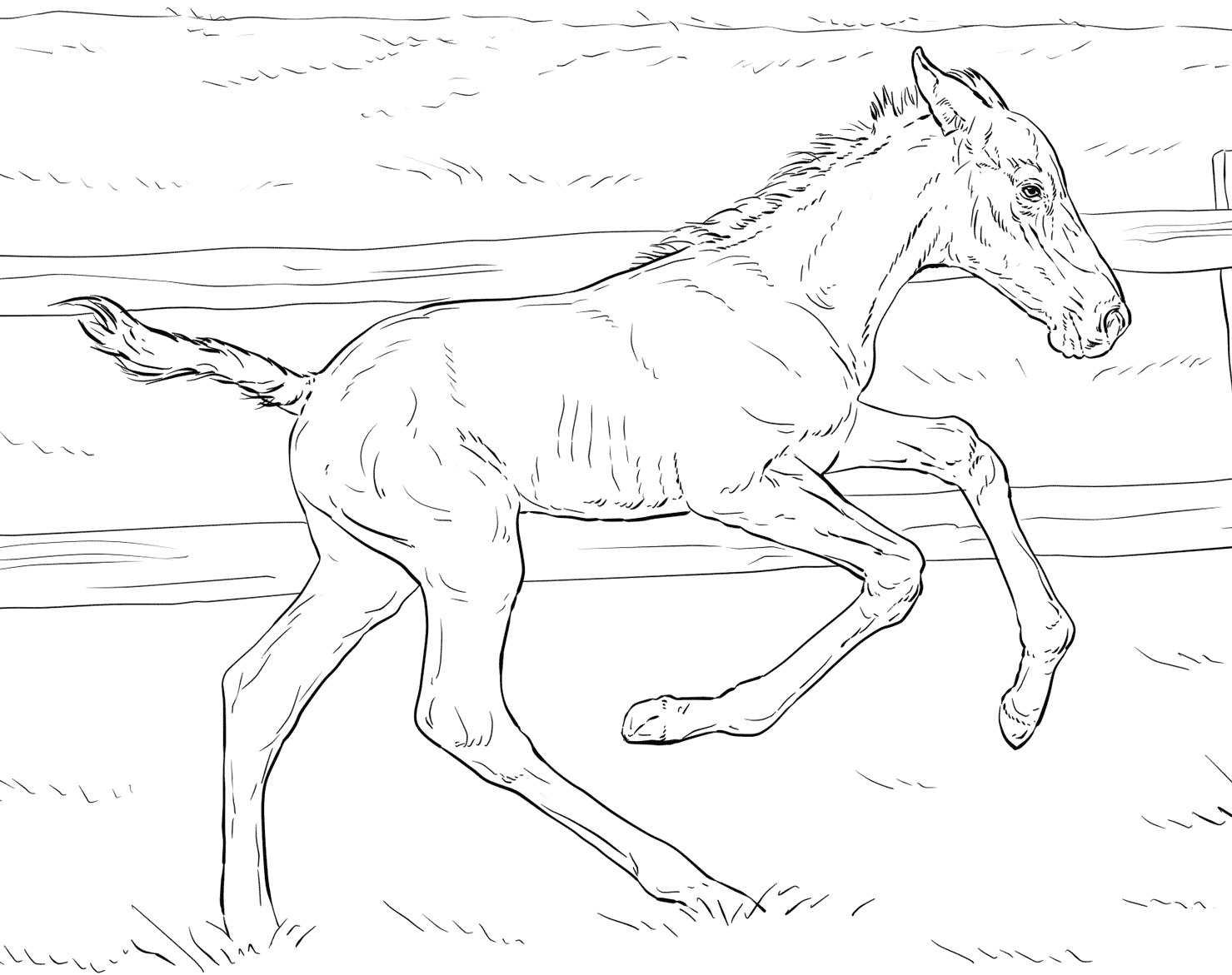 Horse Bucking Foal Coloring Page