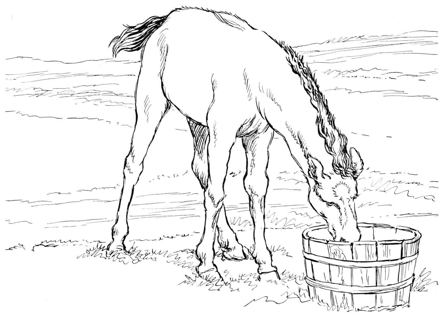 Horse Colt Drinks Water Coloring Page