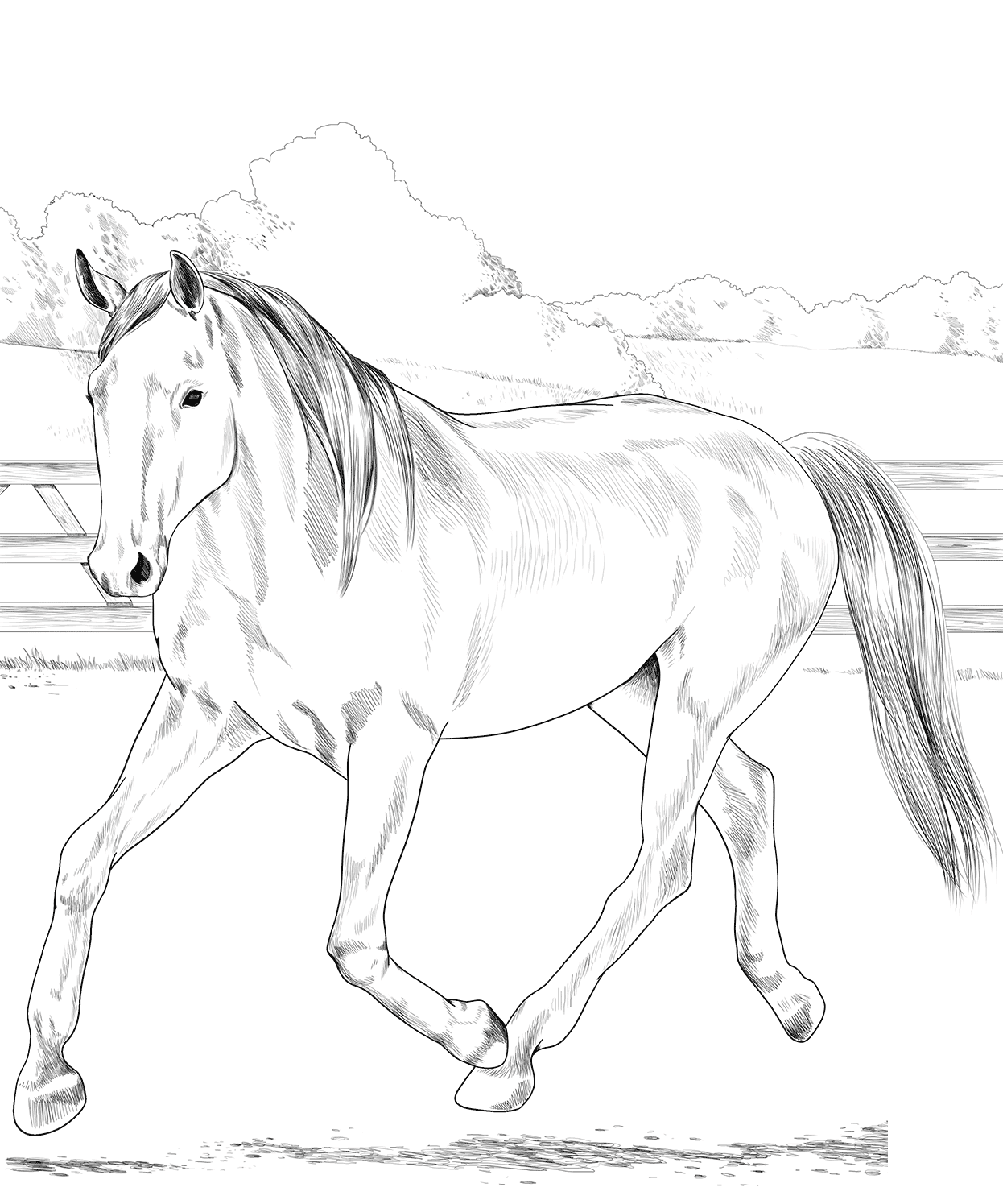 Horse Dutch Warmblood Coloring Page