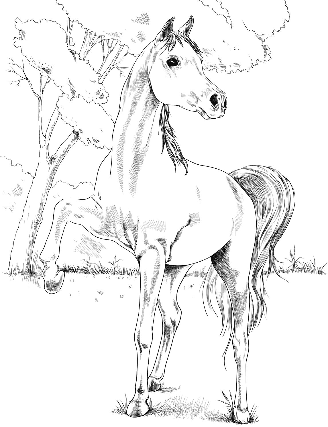 Horse Egyptian Arabian Coloring Page