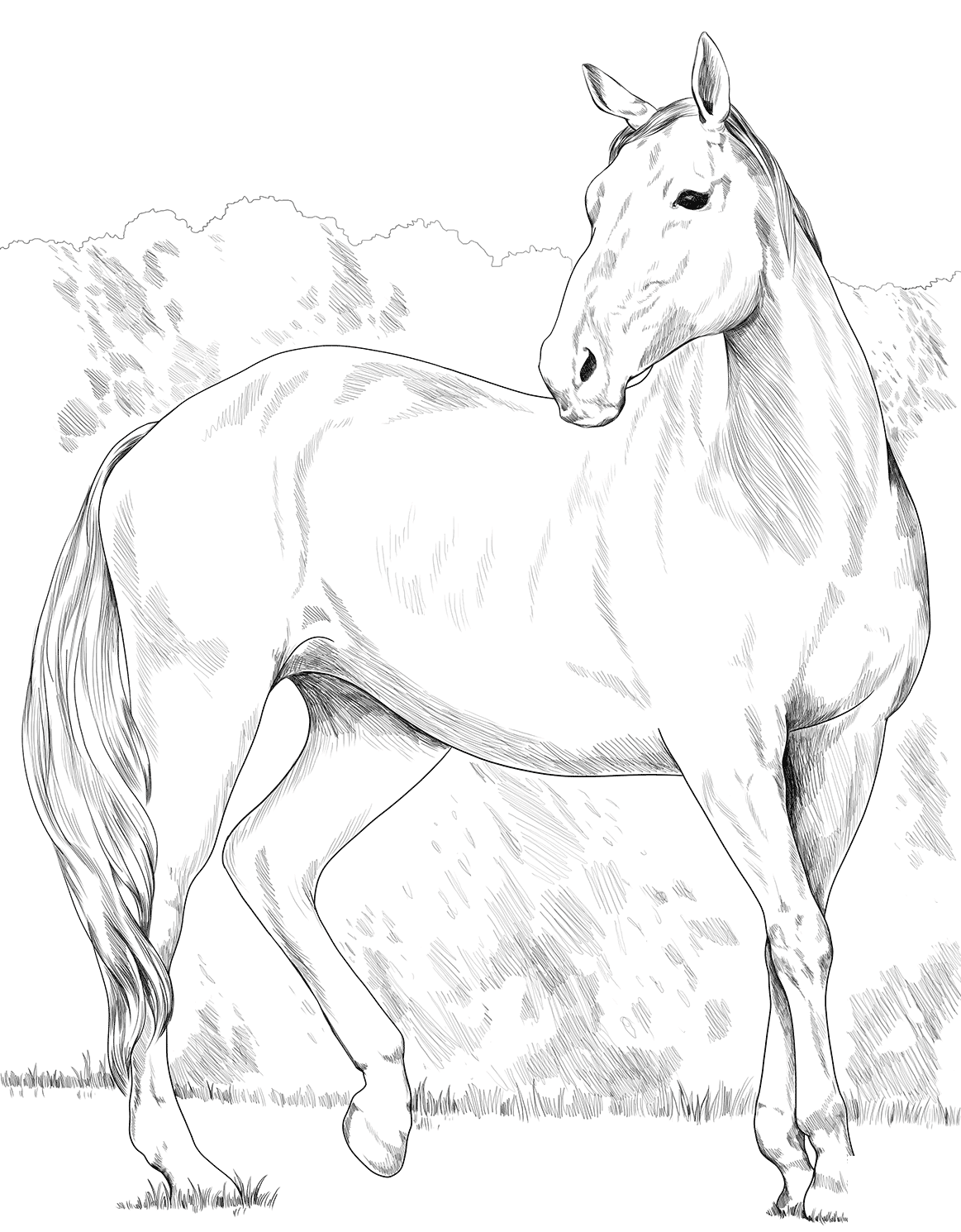 Horse Heavy Warmblood Mare Coloring Page