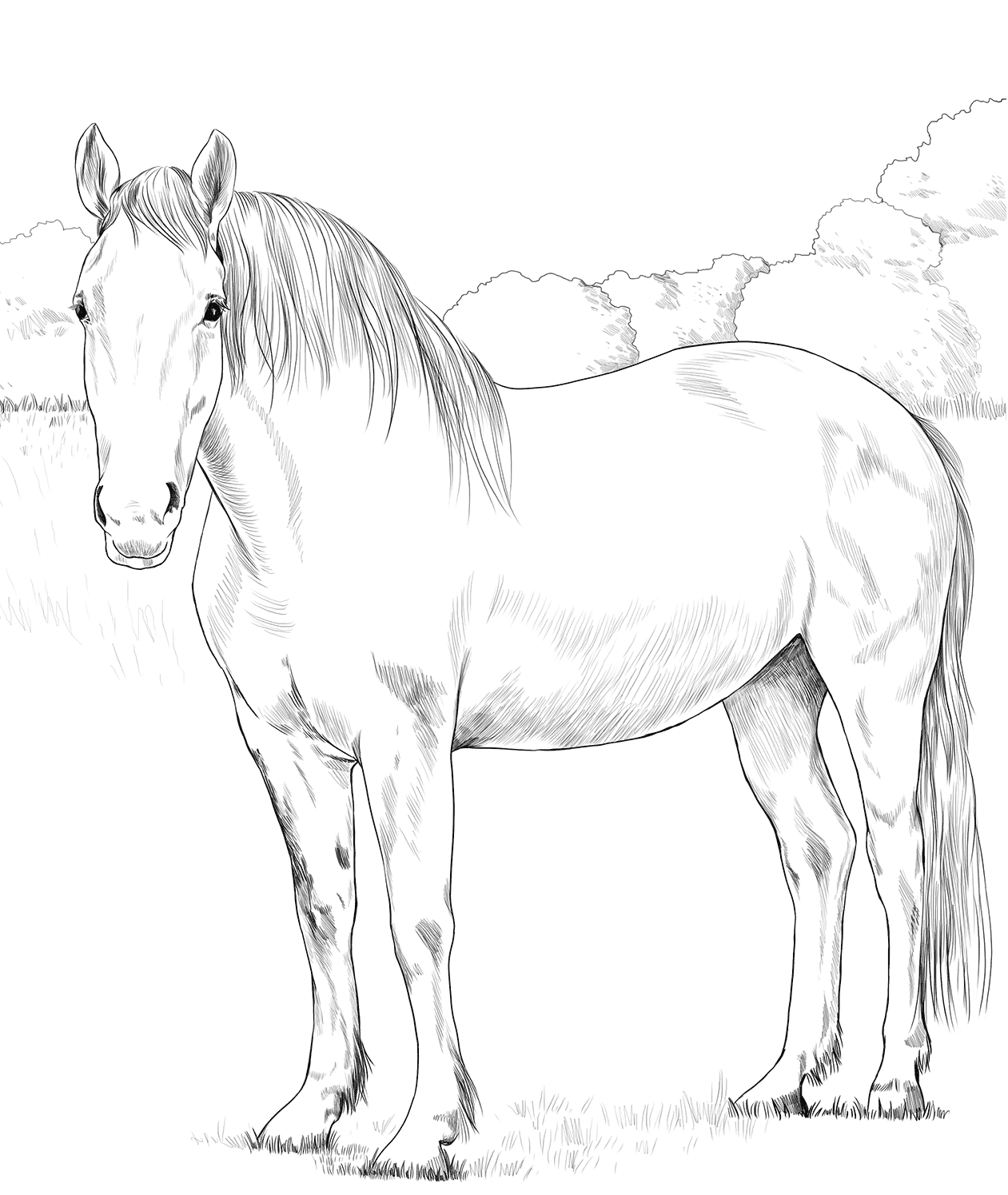 Horse Irish Draught Coloring Page
