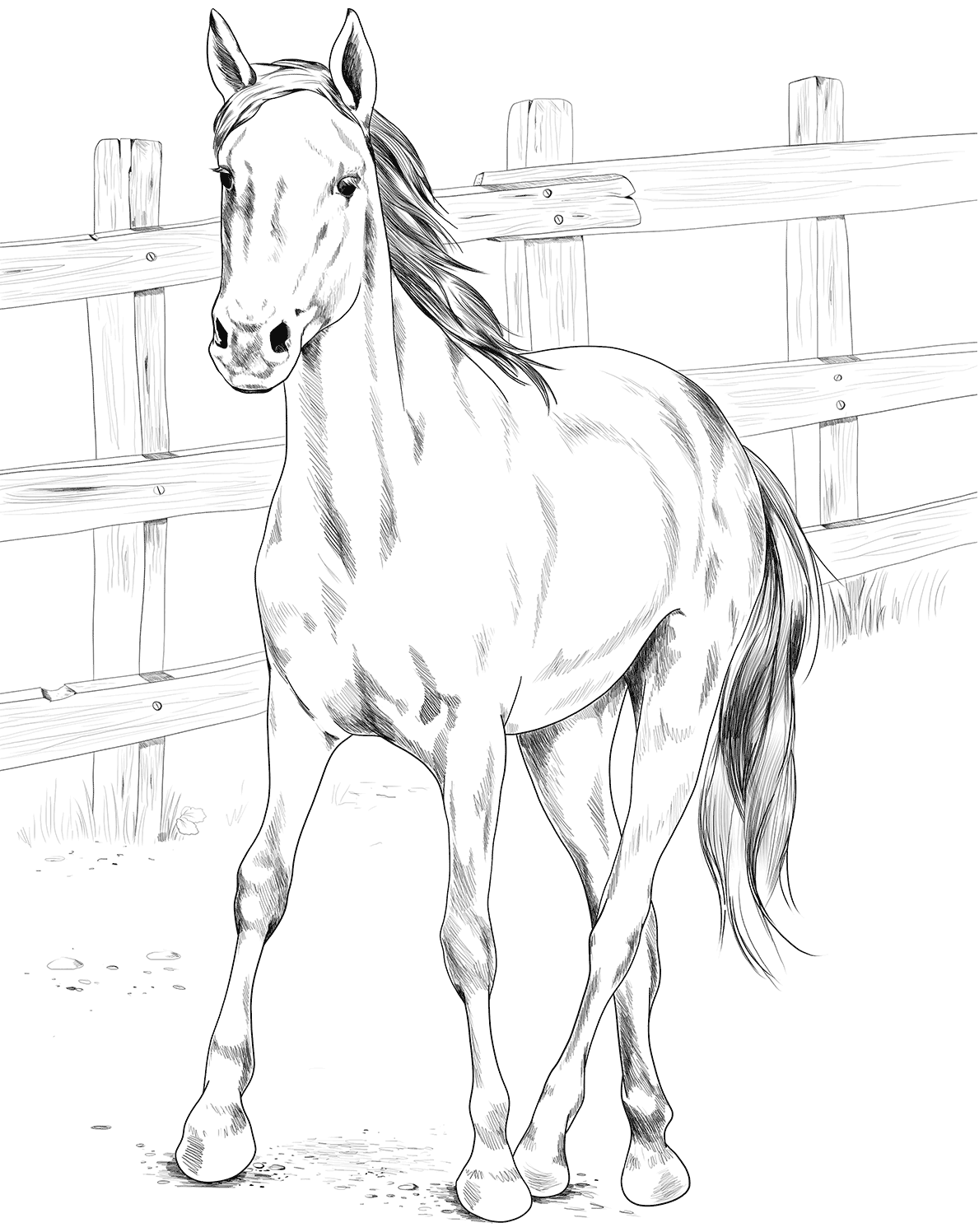 Horse Kiger Mustang Coloring Page