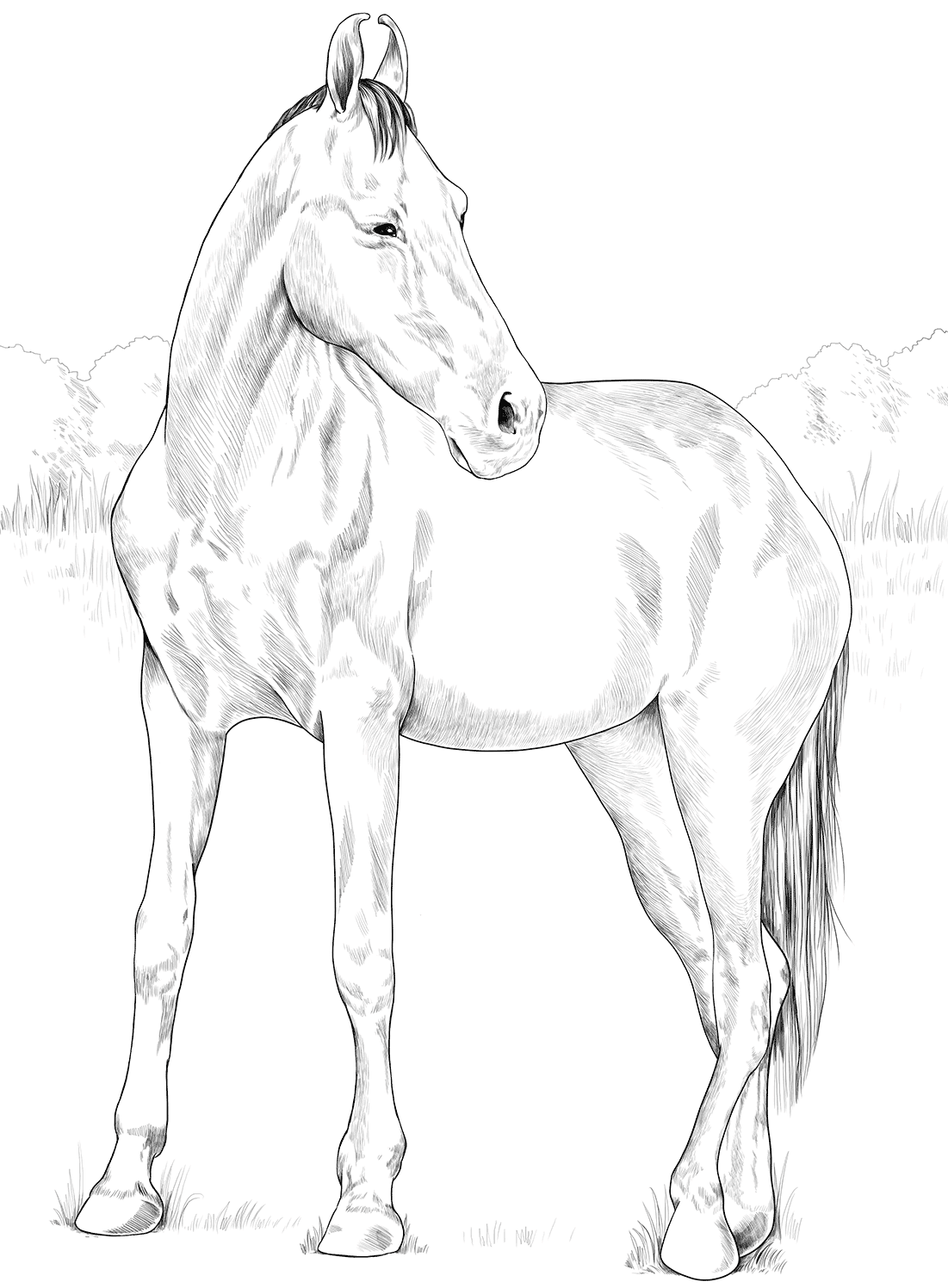 Horse Marwari Mare Coloring Page
