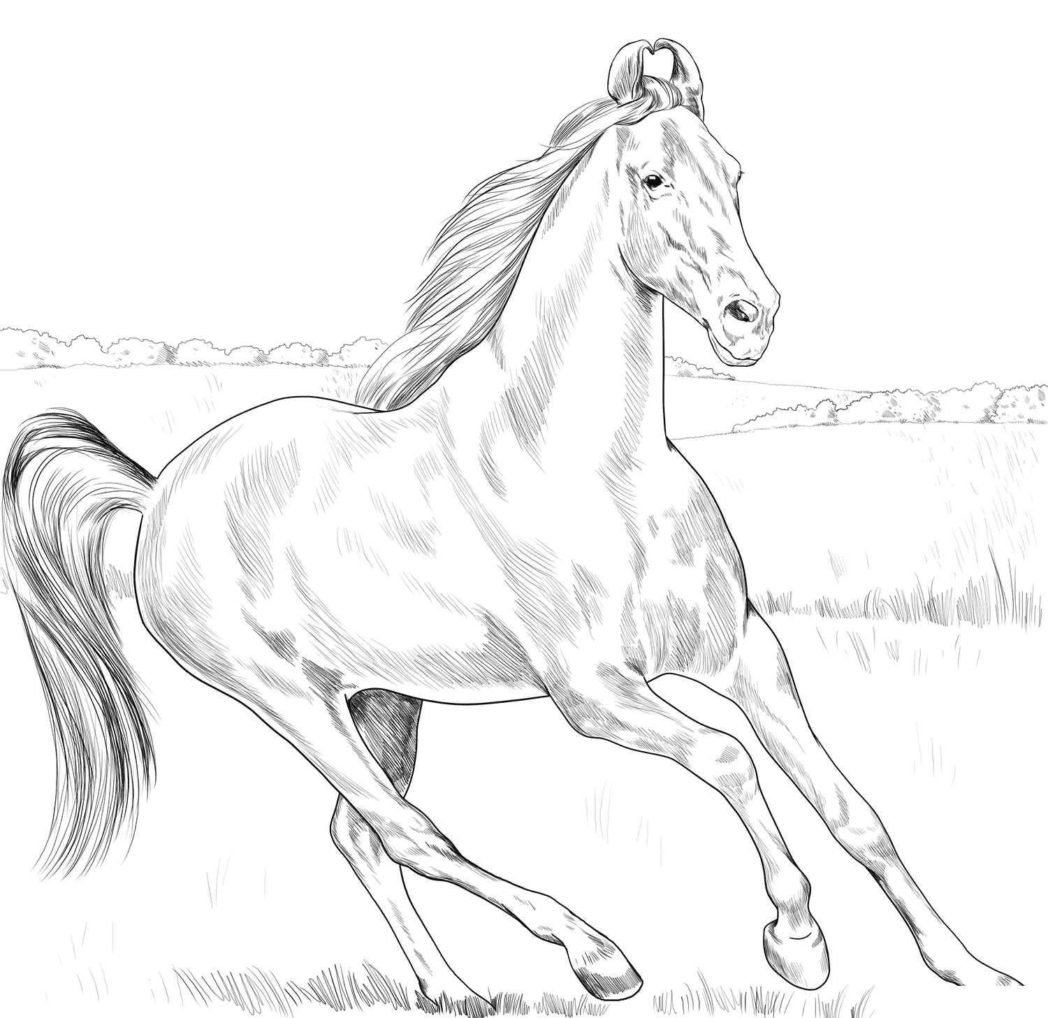 Horse Marwari Coloring Page