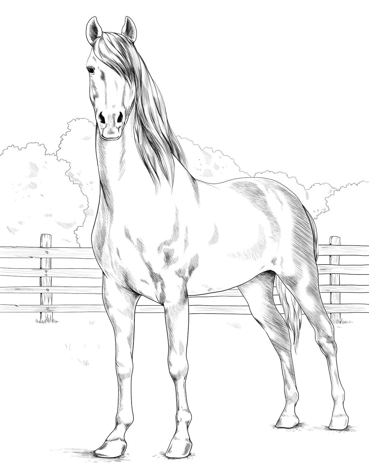 Horse Morgan Coloring Page