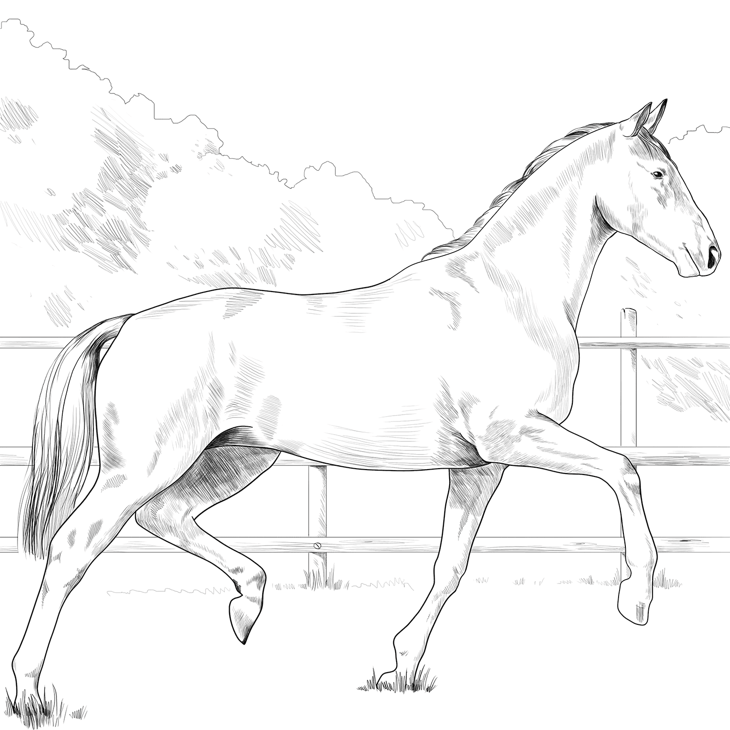 Horse Oldenburg Coloring Page