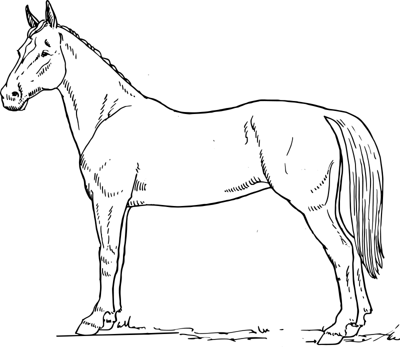 Horse S For Free1e6d Coloring Page