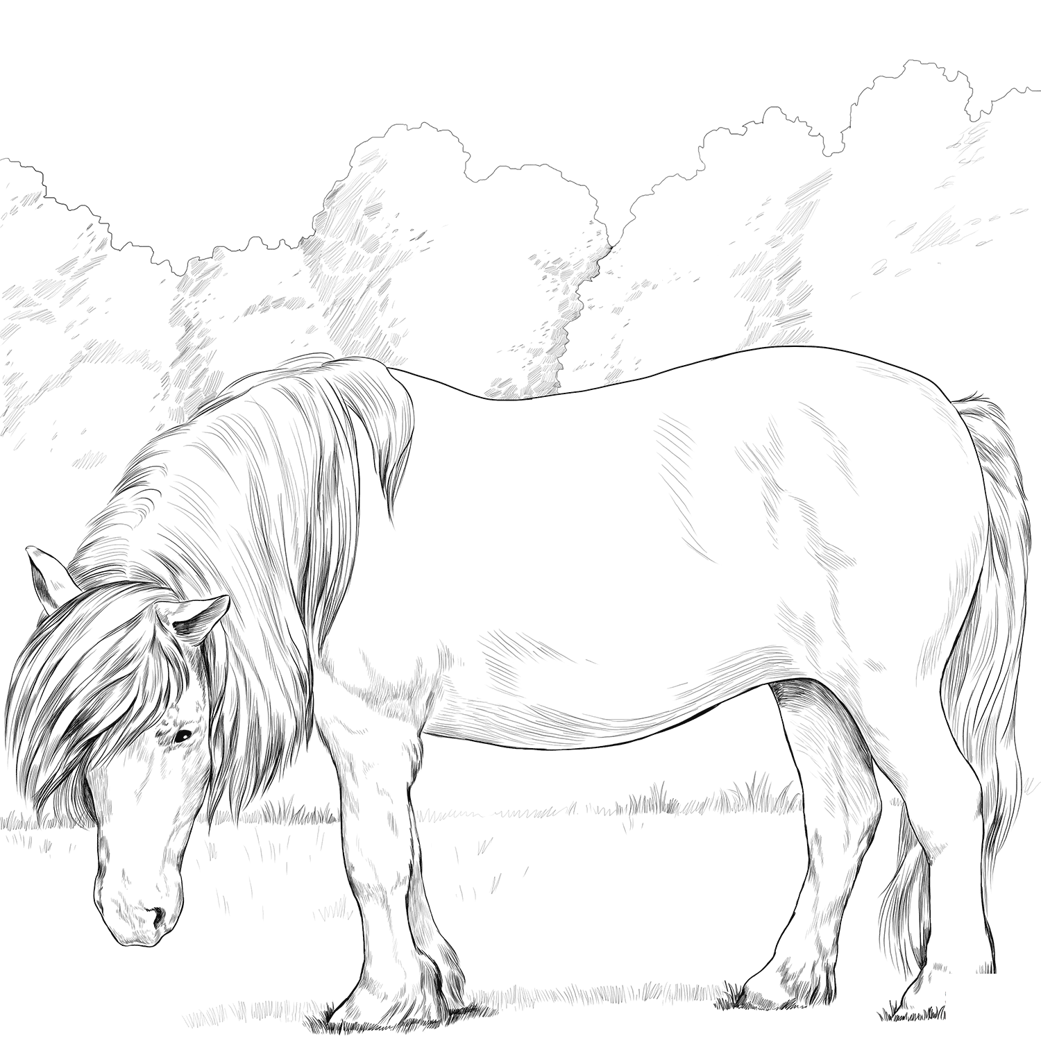 Horse Shetland Pony Coloring Page