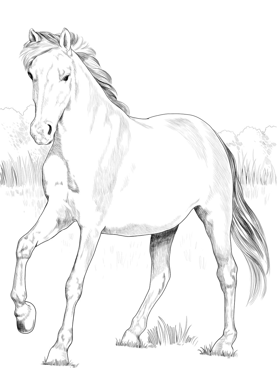 Horse Spanish Mustang Coloring Page