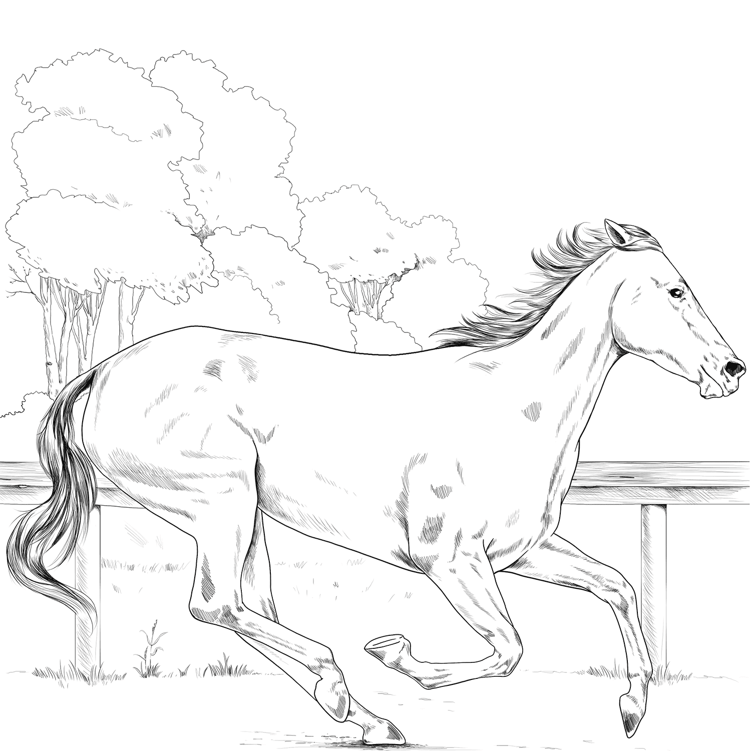 Horse Thoroughbred Coloring Page