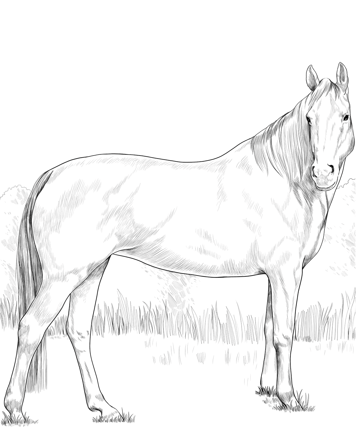 Horse Warmblood Mare Coloring Page