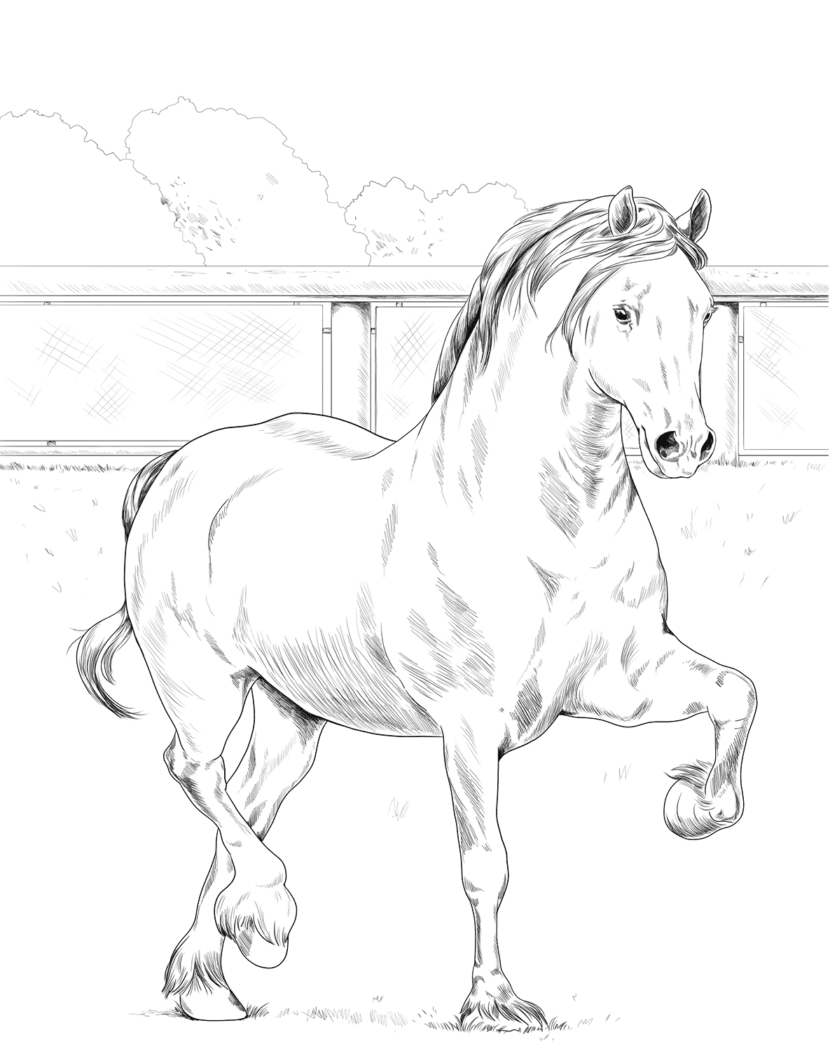 Horse Welsh Cob Coloring Page