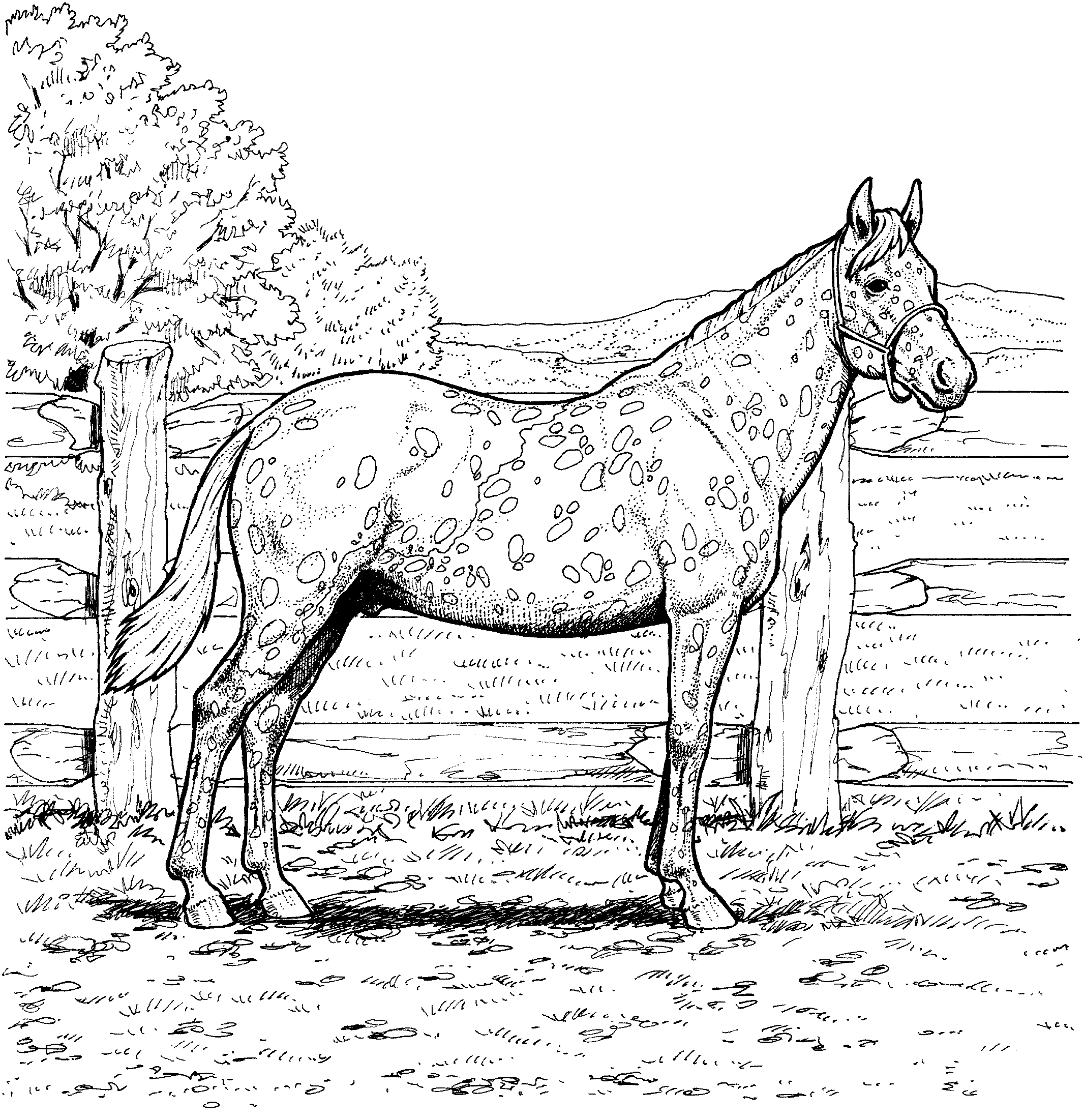 Horse With Leopard Spotted Coat Coloring Page
