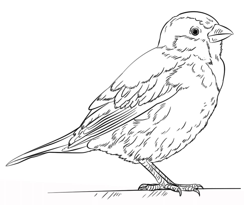 House Sparrow Coloring Pages   Coloring Cool