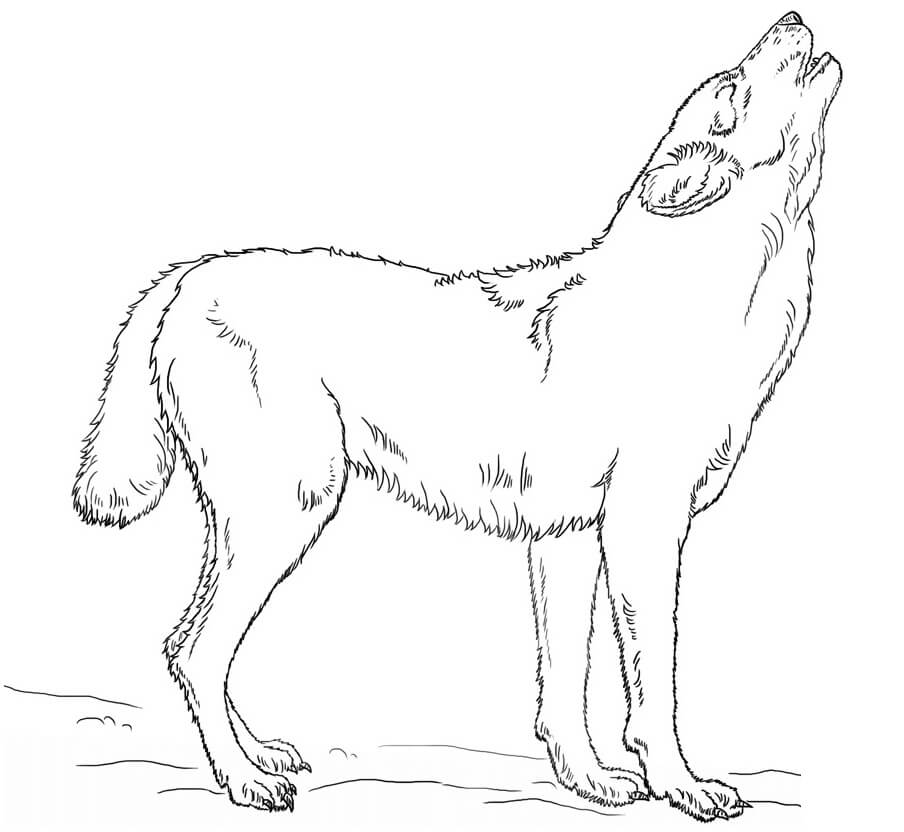 Howling Wolf 1 Coloring Page