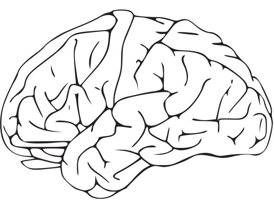 Human Brain 10