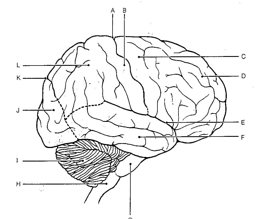 Human Brain 11
