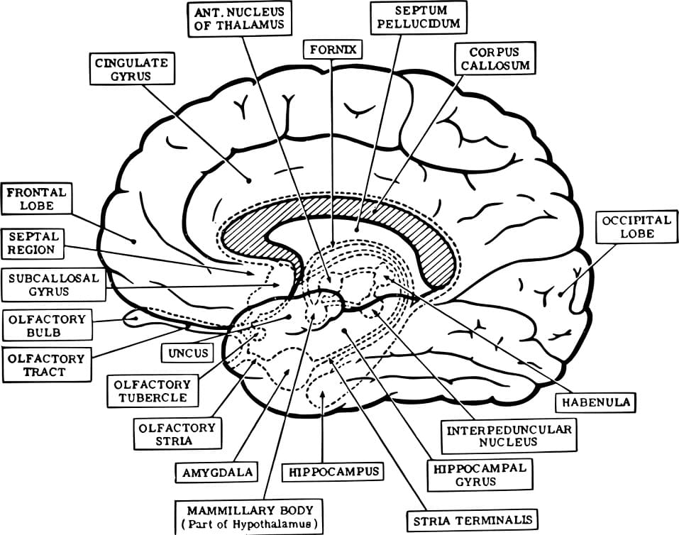 Human Brain 12
