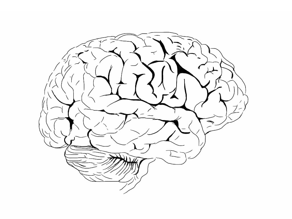Human Brain 13