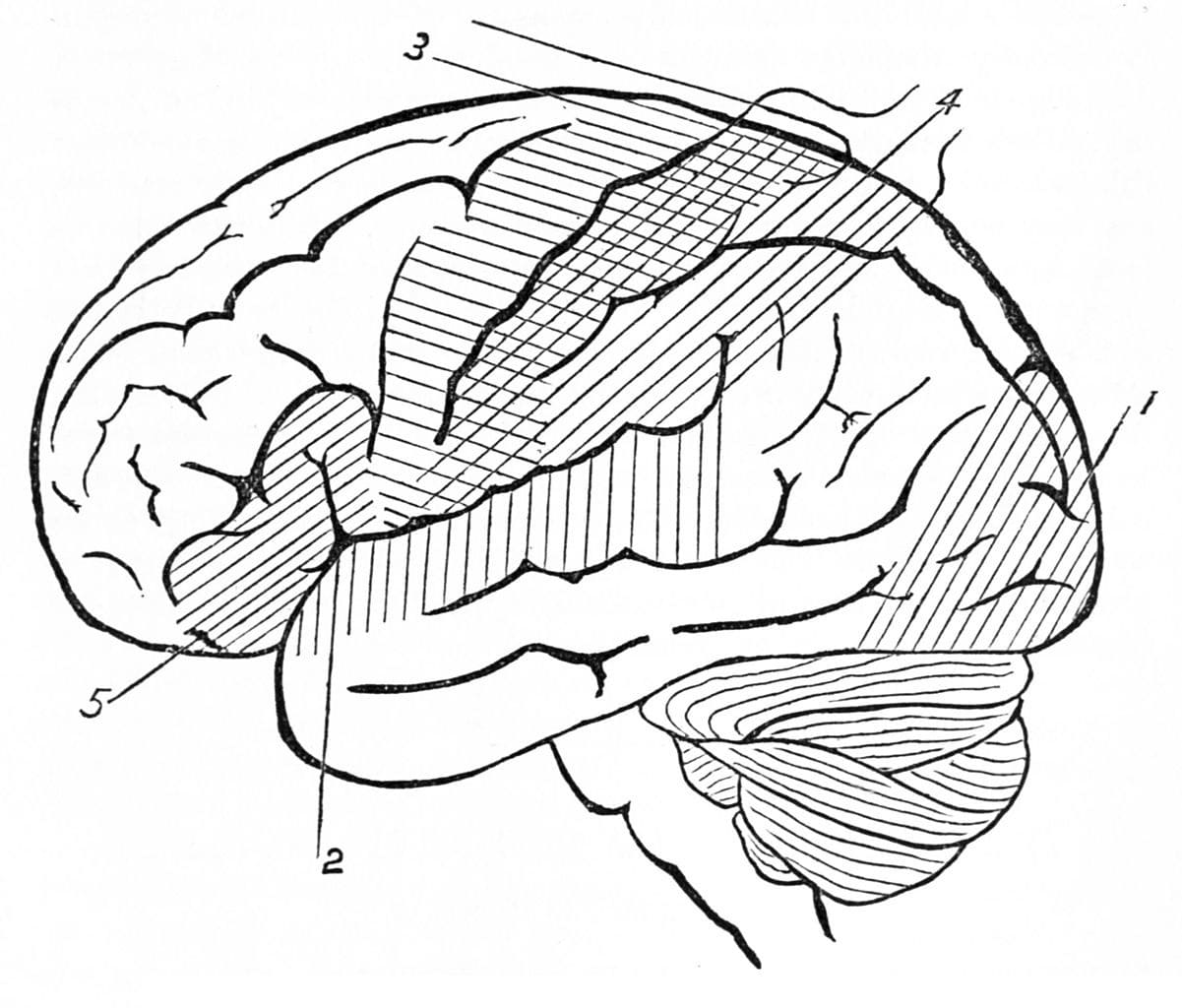 Human Brain 14