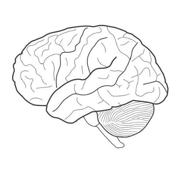 Human Brain 3