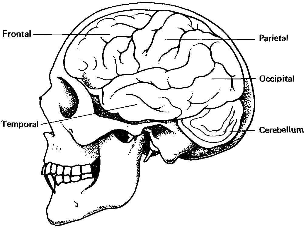 Human Brain 4