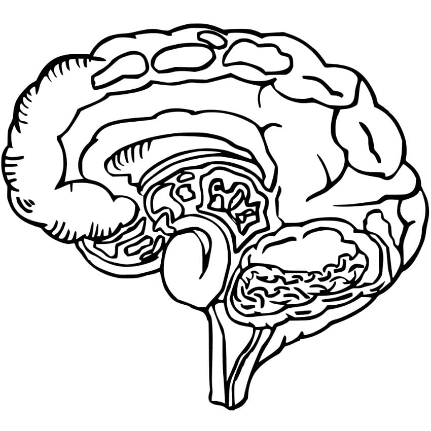 Human Brain 5