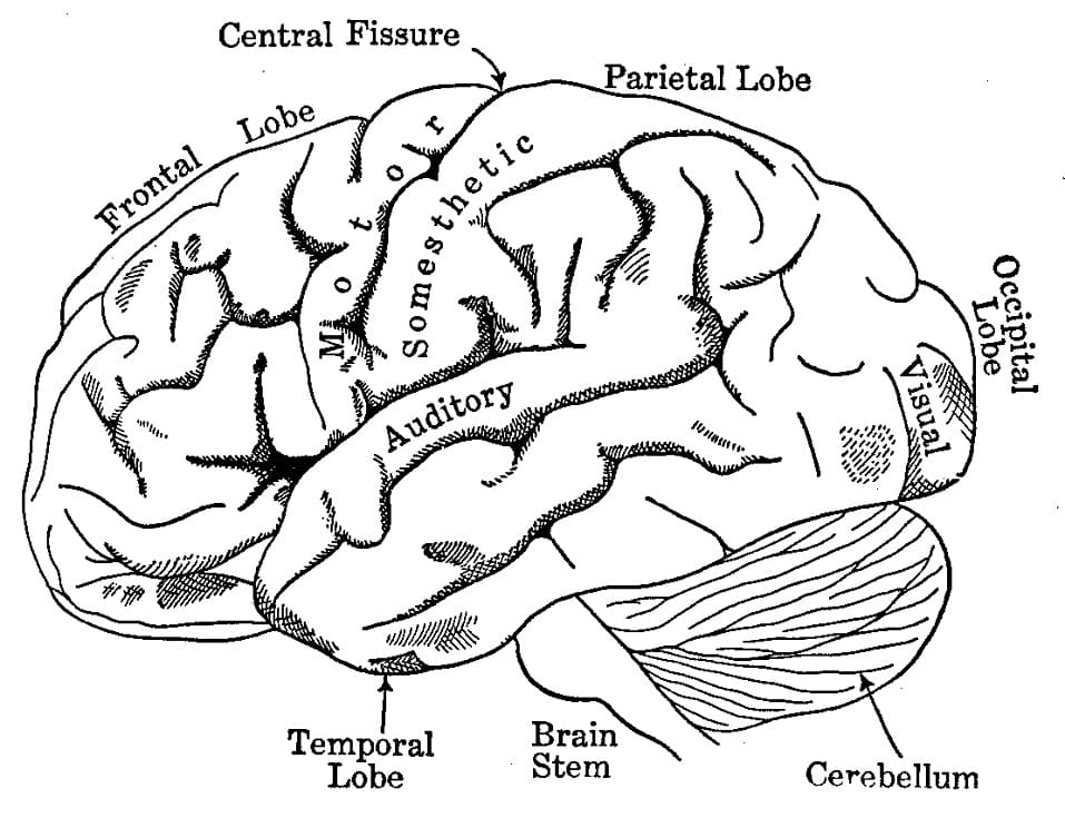 Human Brain 6