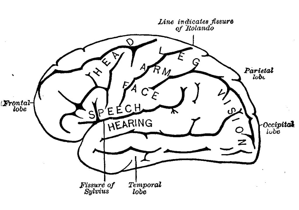 Human Brain 7