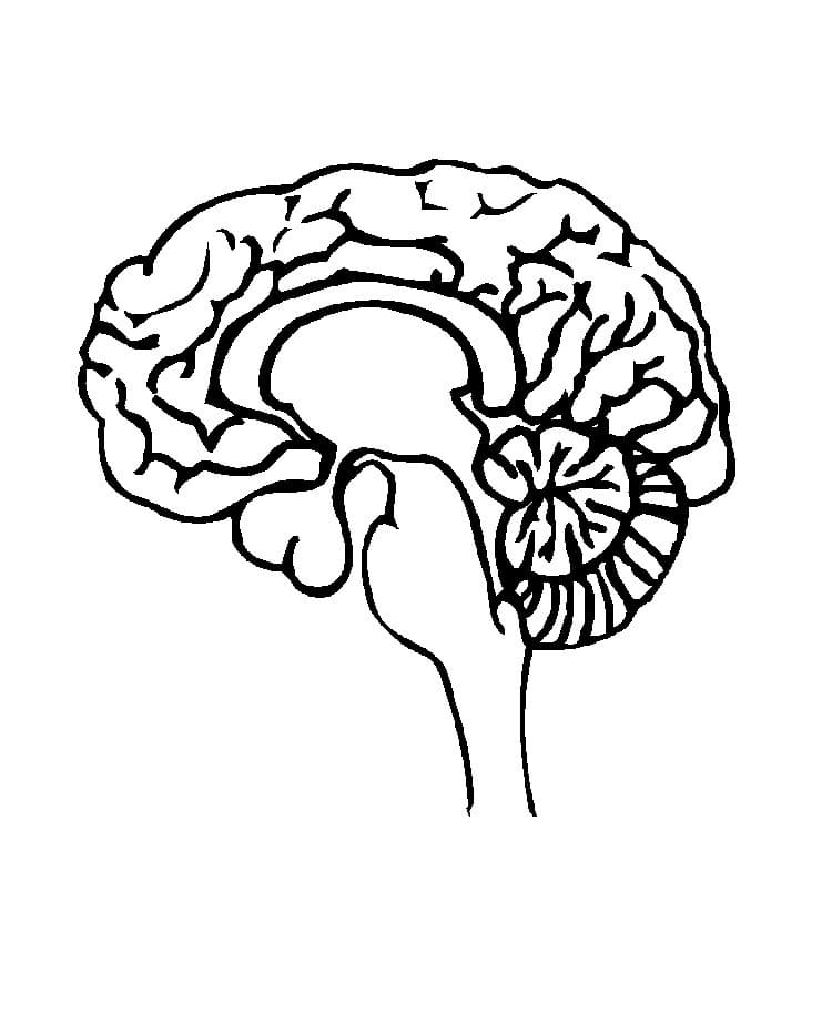 Human Brain Printable