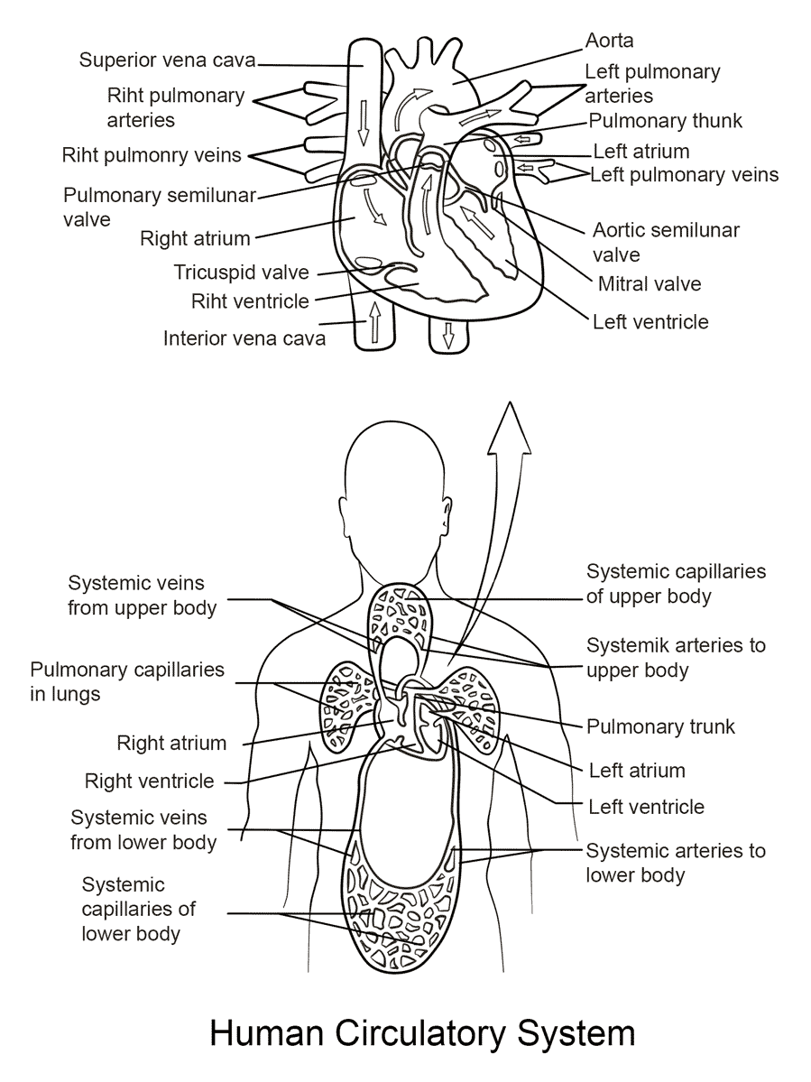 Human Circulatory System By Yulia Znayduk Coloring Page
