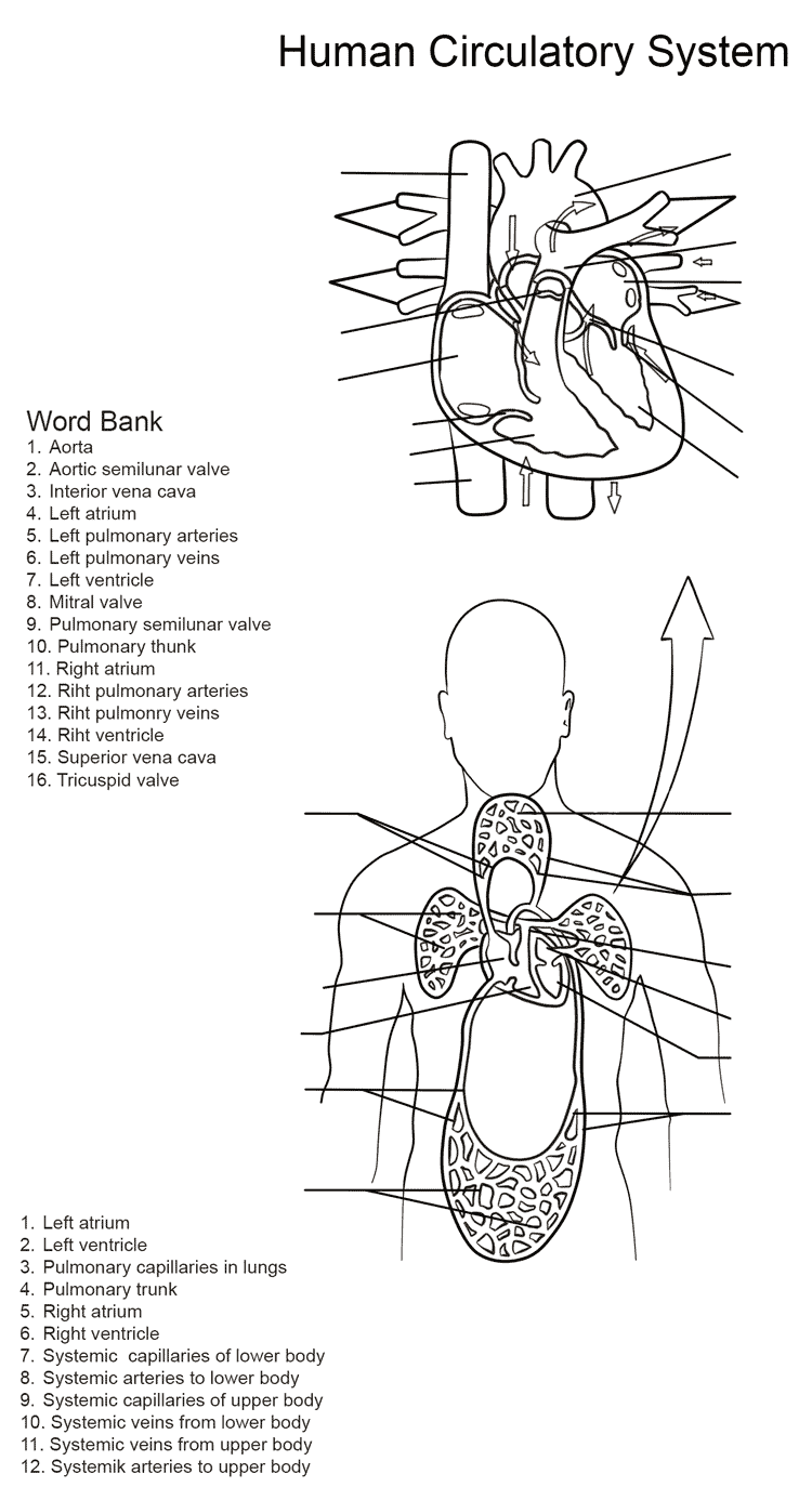 Human Circulatory System Worksheet By Yulia Znayduk