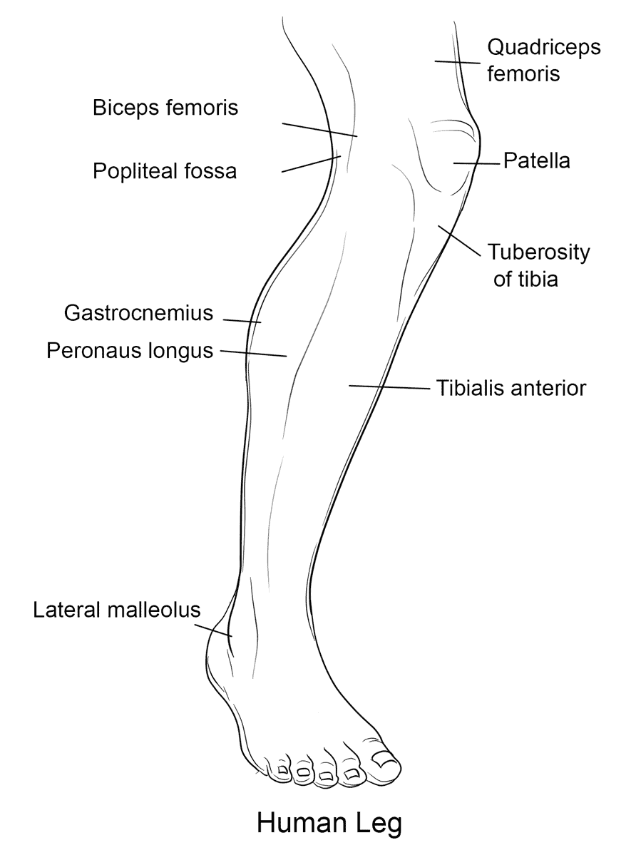 Human Leg Front View Coloring Page