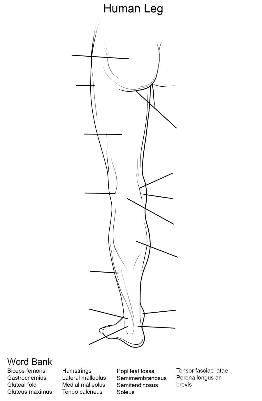 Human Leg Worksheet