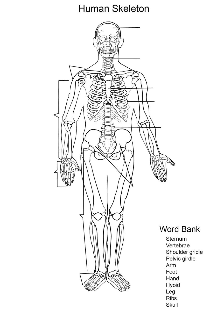 Human Skeleton Worksheet Coloring Pages   Coloring Cool