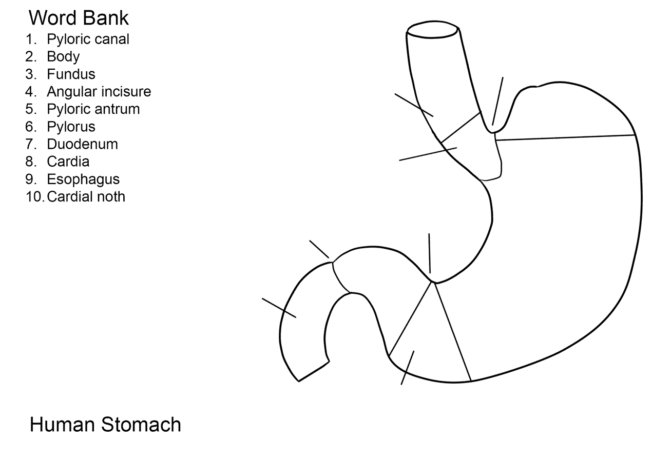 Human Stomach Worksheet