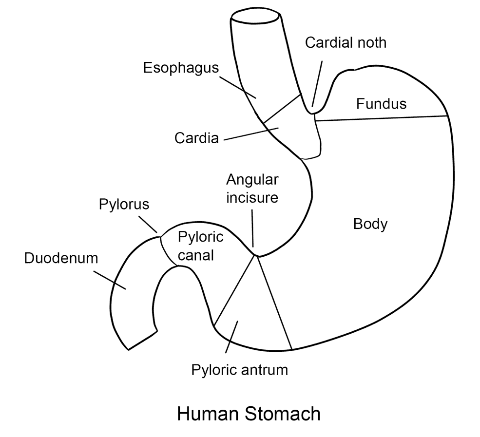 Human Stomach Coloring Page